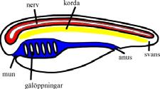 Makroevolution Stora evolutionionära förändringar över artnivån