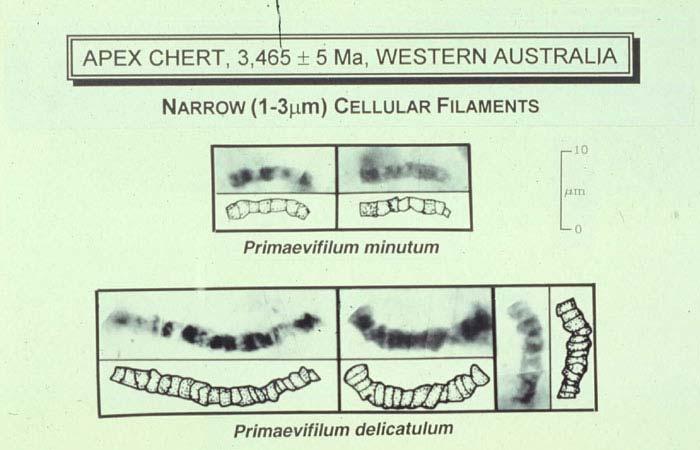 Australien stromatoliter +