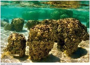 Stromatoliter Klibbiga mikroorganismer