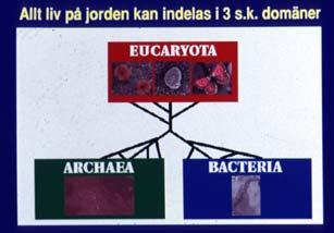 ingen ordnad struktur Eukaryota Ordnad