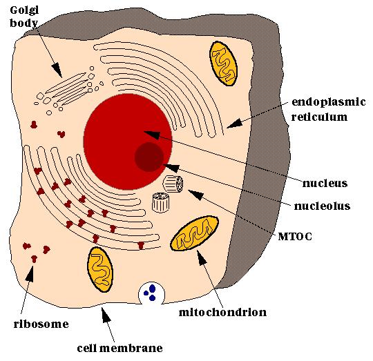 Eubakterier Eukaryota Organismer med ordnad