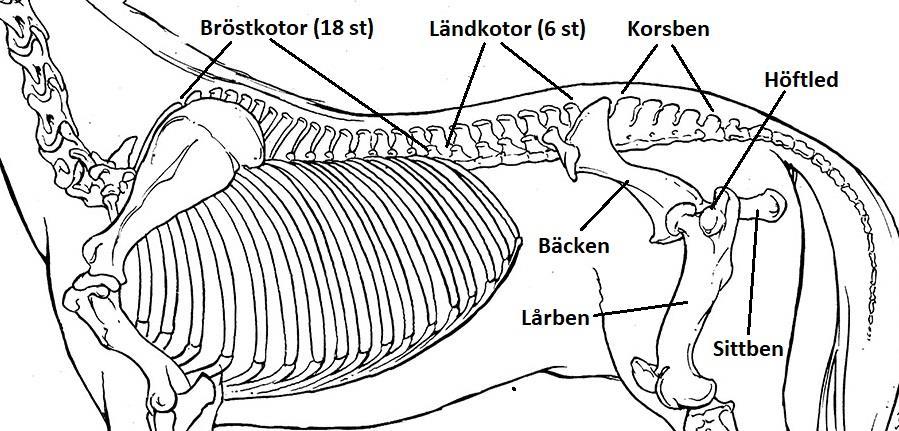 Ryggen består i princip av två delar som fördelas i bröstkotor (vertebrae thoracales) och ländkotor (vertebrae lumbales).