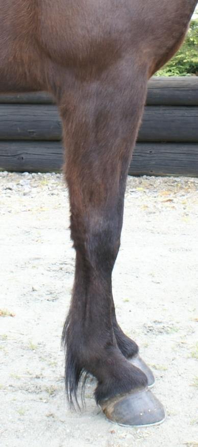 Bakbenets längder och vinklar kan variera mycket från häst till häst.
