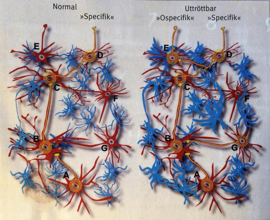 Vid mental uttröttbarhet efter hjärnskada kräver kognitiva aktiviteter mer resurser och blir mer energikrävande - hypotes om neuroinflammation med funktionsstörning i gliaceller, fr a astrocyter