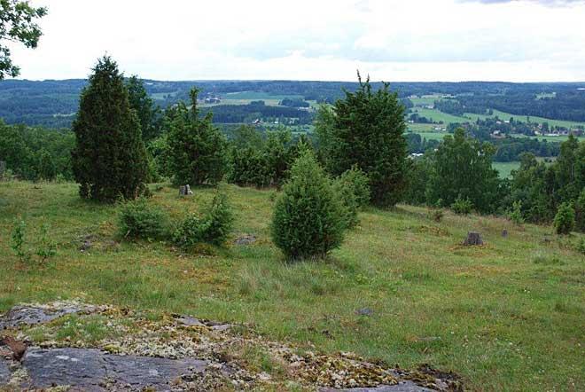 Rickarp. Växtplats för bl.a. stenmåra.