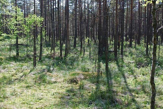 Tallsumpskog nära vägen Algutseryd-Tunabo. I denna naturtyp växer flera av mossens arter som tuvull och tranbär, men också skvattram, odon, hjortron m.fl. Vid Domneåns utlopp har det bildast ett försumpningskärr som följer ådalen ca 1 km uppströms.