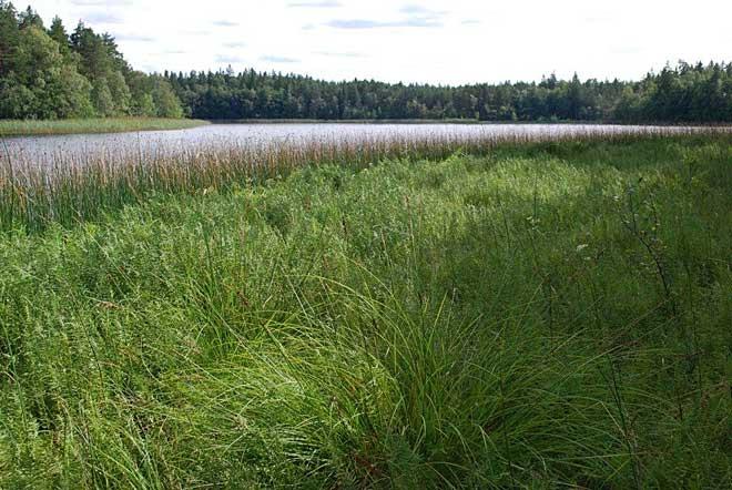 Vit näckros i förgrunden. Sjövikssjön.