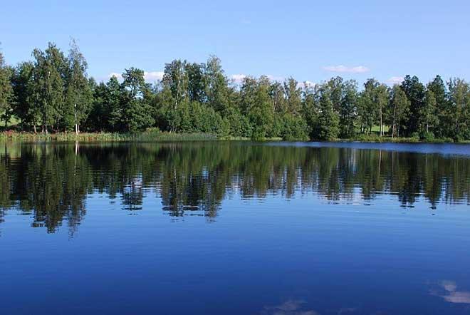 topplösa, kärrbräken, säv m.