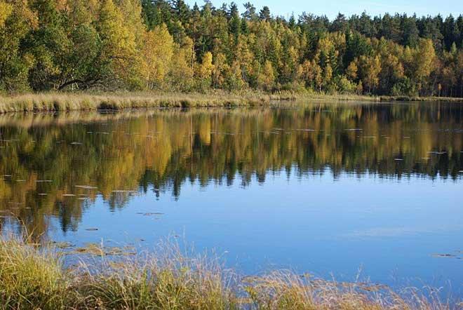 Tranebosjön, en myrgöl med stränder av flytande vitmossmattor. Utöver vitmossor växer i strandkanten bl.a. sjöfräken, kråkklöver, vattenklöver, sprängört, kärrsilja, tranbär, ängsull, tuvull, dystarr, flaskstarr och trådstarr.