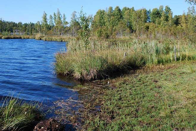 Domneådammen vid Krabberyd. Betesmarken når fram till vattnet och blottar en strandzon av dy.