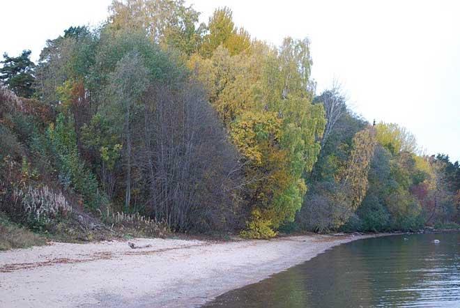 Någon vattenvegetation i sjön förekommer inte heller. I strandbrinken växer gråal och björk.