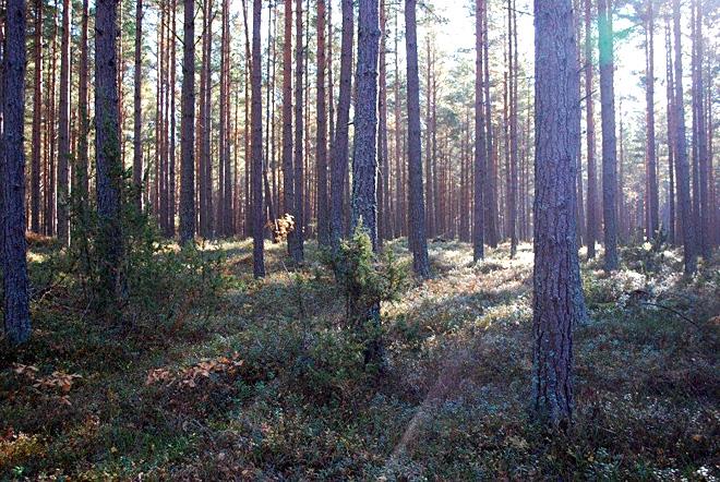 kan ha sträckt sig söderut ända fram till Prinseryd. Men även i sluttningarna upp mot Klerebo och på höjdområdena är tallskog vanligt.