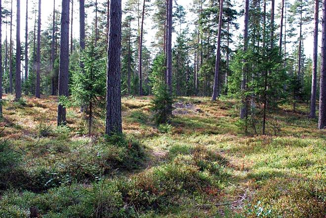 Talldominerad skog mellan Krabberyd och Domnaryd. Underlaget är isälvsgrovmo. I fältskiktet dominerar lingon, blåbär och kruståtel.