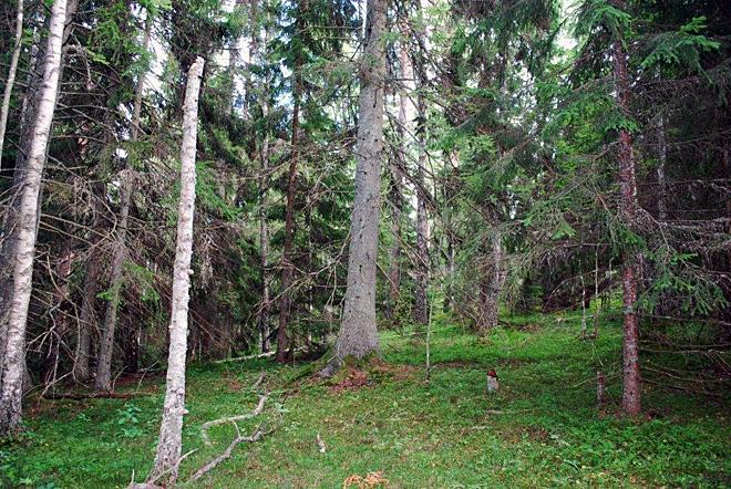 Grandominerad blandskog mellan Sjövikssjön och Rydala. Underlaget är sandig-moig morän. Här finns granar av olika ålder och enstaka tall, björk och asp. Enstaka fallna trädstammar ligger på marken.