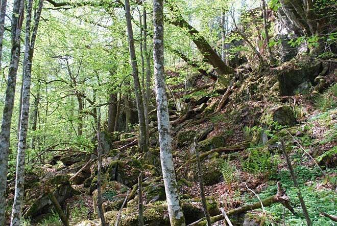 Häggebergsskogen.