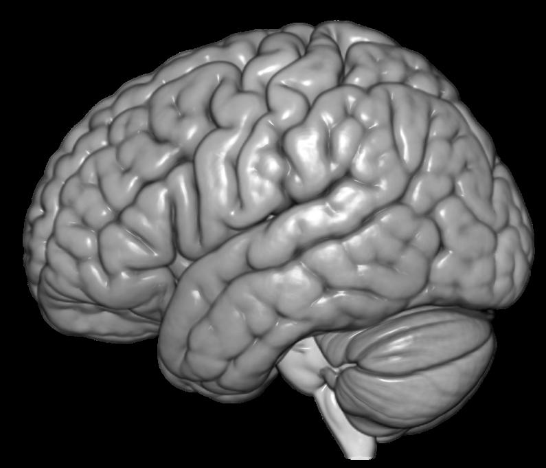 Autism medför olikheter i hjärnan Vanliga fynd: Hjärnan är ofta större Lillhjärnan är ofta atypisk Och