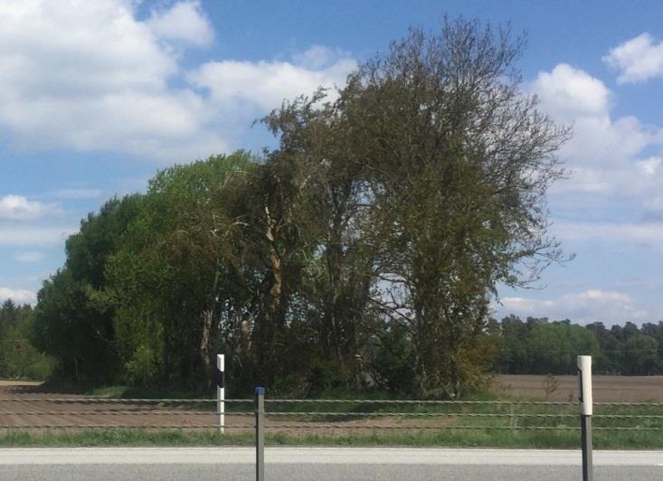 på jordvall i jordbruksmark GB9 Allé/Trädrad