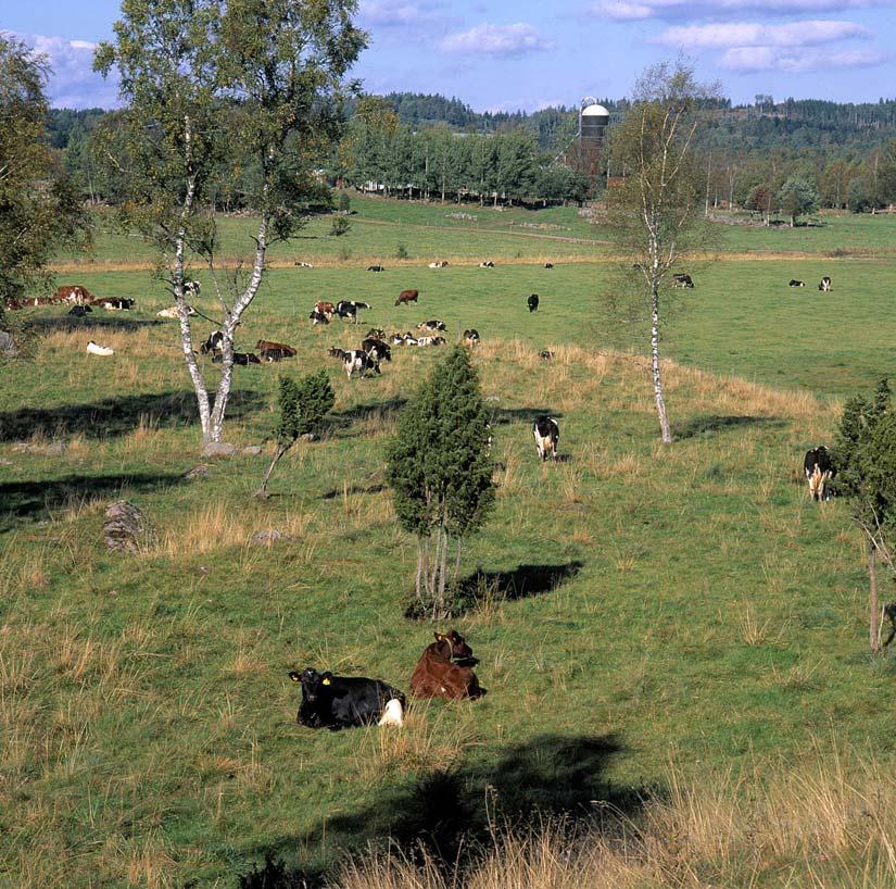 Lämna uppgifterna via Internet www.sjv.se I den högra spalten under rubriken E-TJÄNSTER klickar du på länken Strukturundersökning.