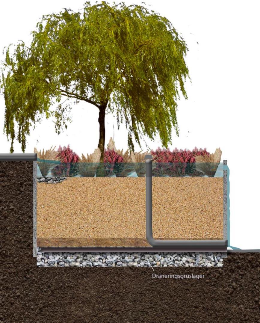 Figur 5-1. Exempelillustration av hur en regnbädd kan byggas upp (Illustration Åsa Wellander). 5.2.2 Gröna tak Ofta nämns två olika typer av gröna tak; semi-intensiva och extensiva tak.
