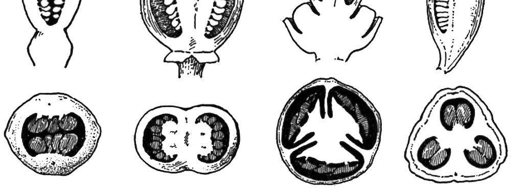 Axil placentation som ses i de tre bilderna t.h. innebär att a sitter fästade i gynoeciets mitt.