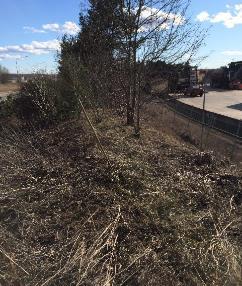 park/plantering består av mindre träd samt av växter typiska för järnvägsområden och vägrenar (så kallade