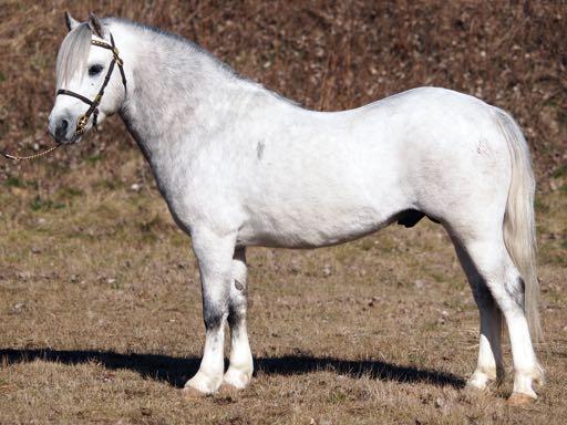 Foto: Jenny Staaf KWA SALSTAS MASTERPIECE 36-09-8340 Skm, bls, 4vtff, 116 cm, skena 16,5 cm Född 2009 hos Elisabeth Rudbeck, Salsta Gård, Stora Sundby. Äg.