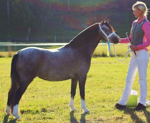 * KWA 745 SALSTAS CHELSEA 36-11-2285 Skm, 116 cm Född 2011 hos Elisabeth Rudbeck, Salsta Gård, 640 40 Stora Sundby Ägare: Uppfödaren Salstas Splendid RWM 54 Molstabergs Cecilia 36-0647 Scrafton Night