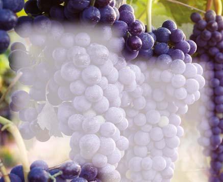 Cabernet Sauvignon eller