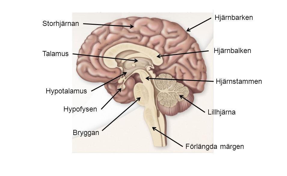 Hypothalamus