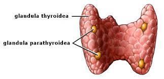 Bisköldkörtlarna (gll. parathyroidea) 4 st, två och två på baksidan av vardera sköldkörtellob.