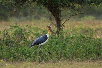 Vi stannade vid en lagun och spanade på en ganska stor flock Lesser Adjutant Leptoptilos javanicus vadare men ljuset var svagt och det var svårt att få kläm på vad det var vi såg egentligen när man