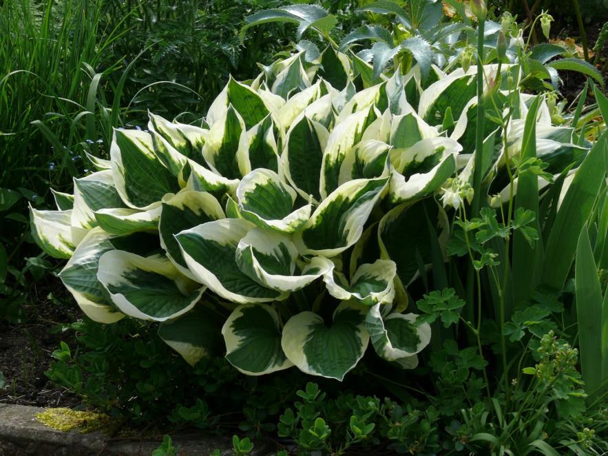 Hosta 28 Patrion 1 25:- 70 cm.