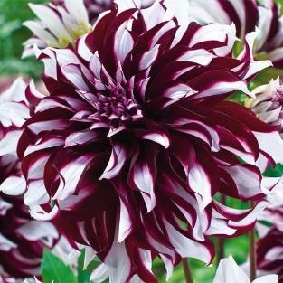 Vacker dahlia i rent vitt.