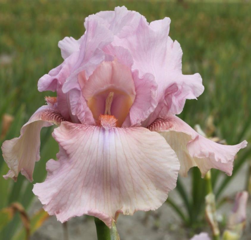 Iris Germanica 22 Blushing Pink 1 20:- 70 cm.