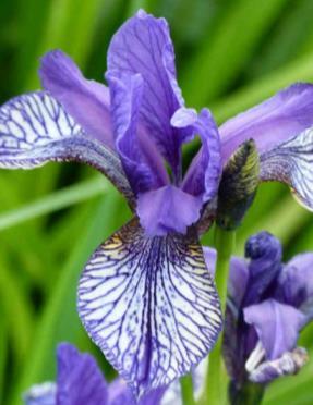 En nästan helt vit iris.