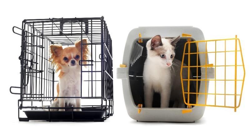 I den här broschyren kan du läsa om hur du får använda bur till hund och katt. Vi berättar om när det är tillåtet att använda bur och när det inte är det.