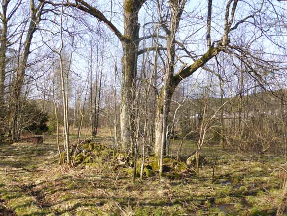 Naturvärdesområden Naturvärdesobjekt: 1 Naturtyp: Lövskog Skyddsvärda arter och strukturer: Fyra grova askar Fraxinus excelsior, VU, varav ett träd med dbh över 1 m.
