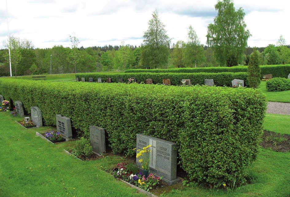 Kvarteren L och M Allmän karaktär Dessa kvarter ligger på den nya kyrkogården och är mycket enhetliga till sin utformning. Höga måbärshäckar sträcker sig i nord-sydlig riktning.