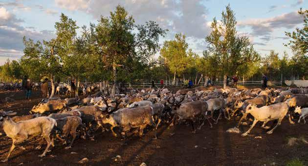 RENNÄRING 55 Foto: Jörgen Naalisvaara Biologisk kontroll (reglerande) Ett varmare klimat medför stor risk för ökad insektsplåga sommartid.