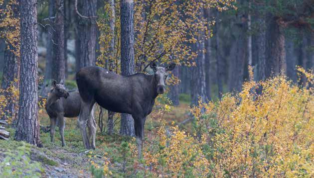 JAKT 75 naturuplevelser i stort och på jaktmöjligheter specifikt.