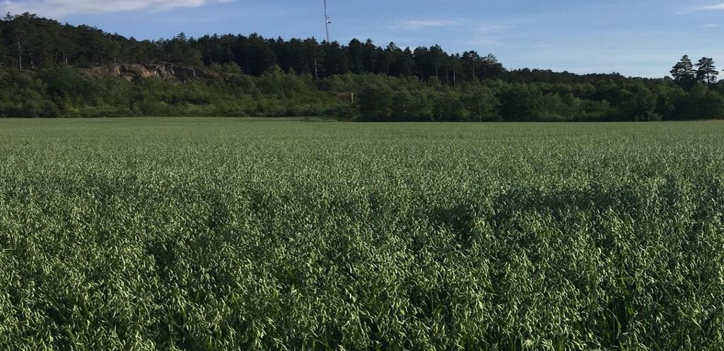 1.1 Villkoren gäller de flesta jordbruksstöd När du ansöker om jordbruksstöd som helt eller delvis finansieras av EU måste du känna till och följa tvärvillkoren.
