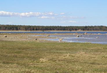 6. Gåsudden Det yttre norra strandängspartiet (som även benäms Våmedet), och där det är fågelskyddsområde.