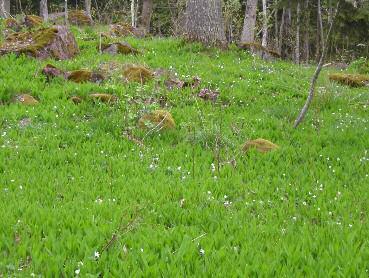 Foto Jan Gustafsson Stora sammanhängande områden med liljekonvalj i