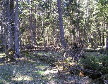 har ingen påverkan av skogen