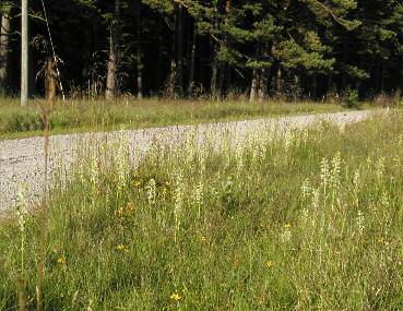 Inledning Strandstuvikens naturreservat har under år 21 fågelinventerats inom vissa områden. Områden som inventerats är alla betade strandängar och stora delar av tre skogsområden.