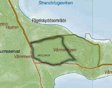 Ta bort skog helt och hållet i Våmskogen Varför? För att skapa en större öppen sammanhängande betesyta mellan Aftonfalksängen och mot fågelskyddsområdet vid Tornmaden.
