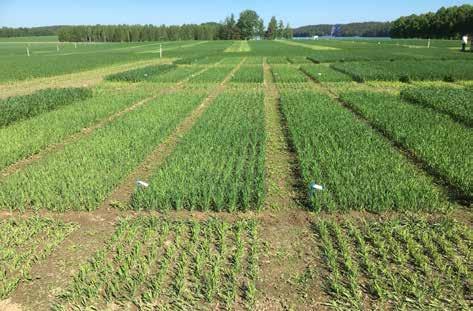 EKOLOGISK PRODUKTION Gödslingens nytta kan också klart ses i försöksrutorna. På bilden till vänster 0 kg N/ha gödslingsruta, till höger 80 kg N/ha gödslingsruta.