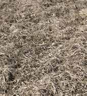 KVICKROTSBEKÄMPNING Vallbrott på hösten, effekt 8 mån efter behandling 100 95 Effekt, % 90 85 80 75 70 Glyfosat (450 g/l) 3,2 ha Roundup Powermax (720 g/kg) 2,0 kg/ha Källa: Lantmännen Agros