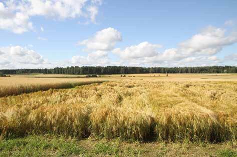 VÄXTREGULATORER Medax Max bruksmängder Bruksändamål Brukstidpunkt Bruksmängd Vårkorn* Bestockningens slut - flaggbladstadie, BBCH: 29-39 0,3-0,5 kg/ha Vårhavre Bestockningens slut - 4-nodstadie,