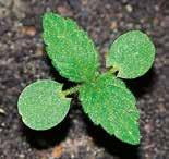 spurium